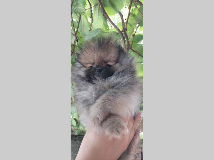 pomeranac boo štenci besplatni mali oglasi