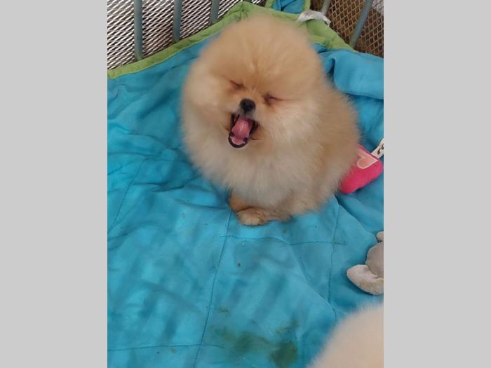 pomeranac boo štenci besplatni mali oglasi