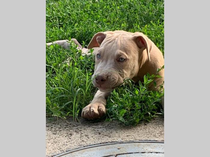 pitbull štenci besplatni mali oglasi