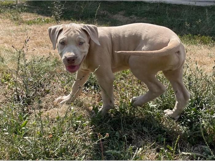 pitbull štenci besplatni mali oglasi