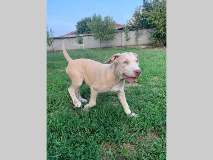 pitbull štenci besplatni mali oglasi