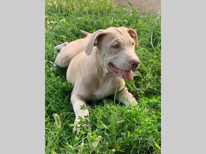 pitbull štenci besplatni mali oglasi