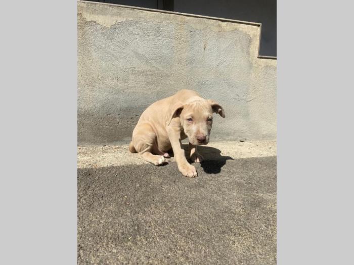 pitbull štenci besplatni mali oglasi