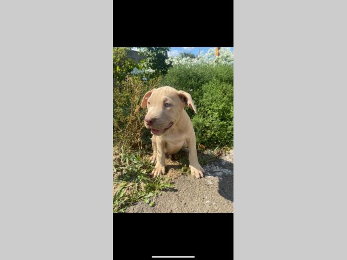 pitbull štenci besplatni mali oglasi