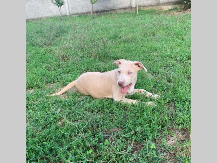 pitbull štenci besplatni mali oglasi