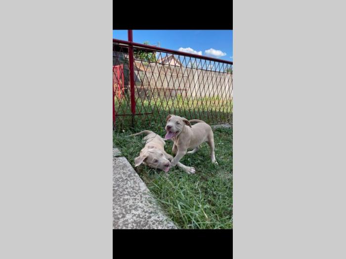 pitbull štenci besplatni mali oglasi