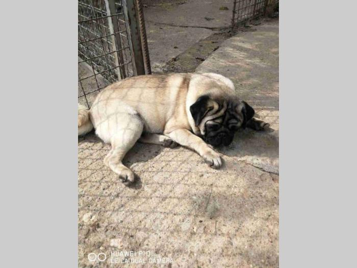 mops štenci i odrasli psi besplatni mali oglasi