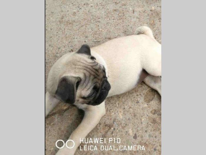 mops štenci i odrasli psi besplatni mali oglasi