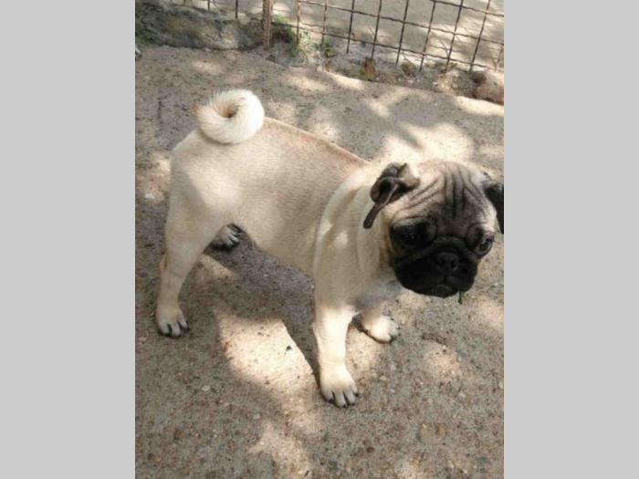 mops štenci i odrasli psi besplatni mali oglasi