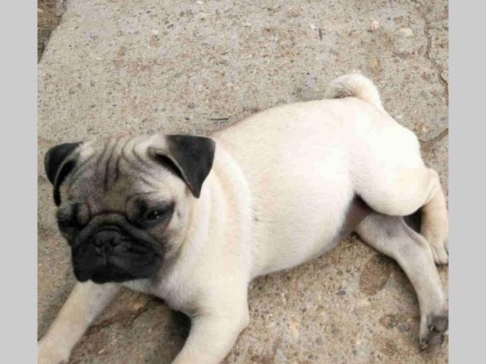 mops štenci i odrasli psi besplatni mali oglasi