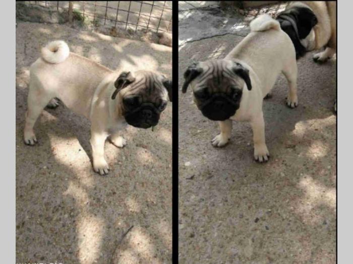 mops štenci i odrasli psi besplatni mali oglasi