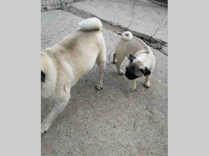 mops štenci i odrasli psi besplatni mali oglasi