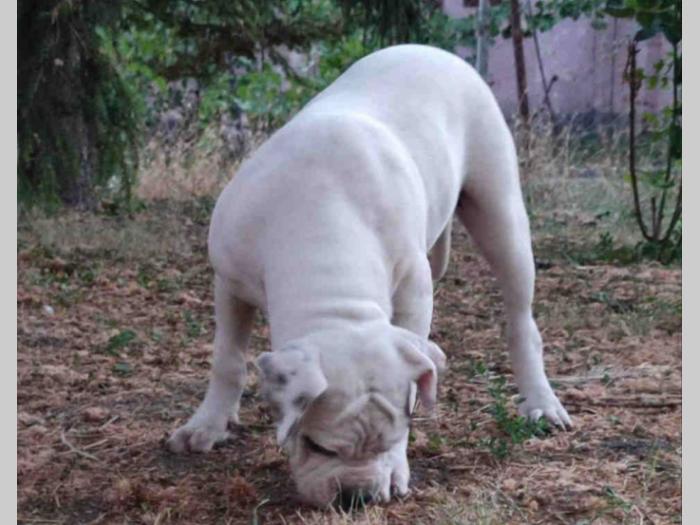 američki buldog besplatni mali oglasi