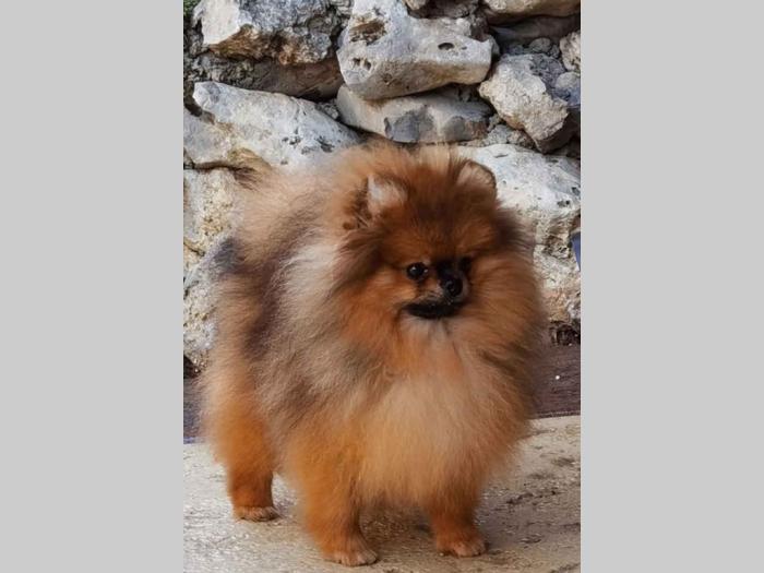 pomeranac boo štene besplatni mali oglasi