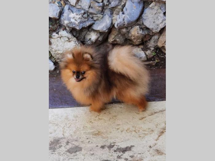 pomeranac boo štene besplatni mali oglasi