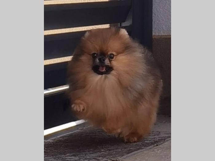 pomeranac boo štene besplatni mali oglasi