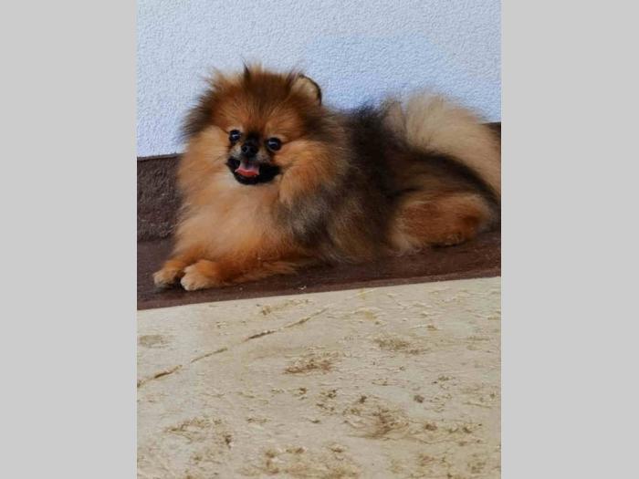pomeranac boo štene besplatni mali oglasi