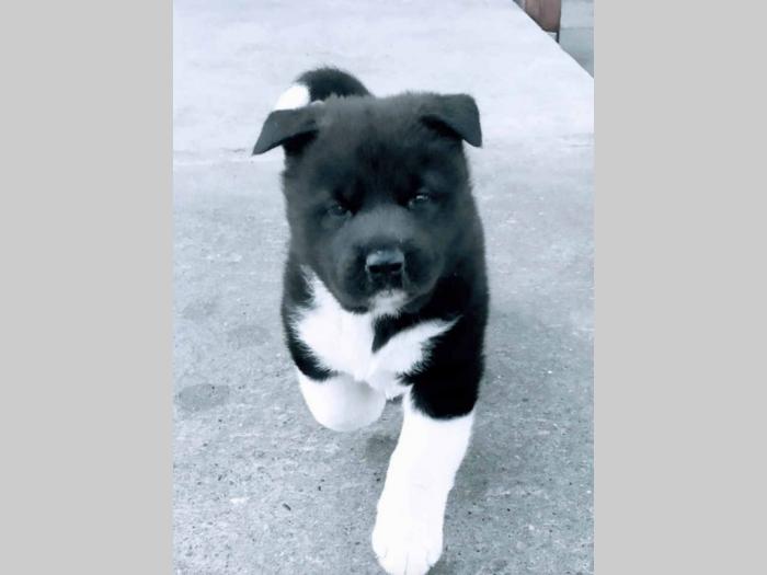 američka akita besplatni mali oglasi