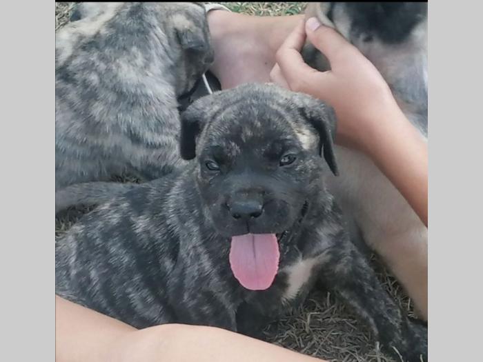 presa canario štenci besplatni mali oglasi