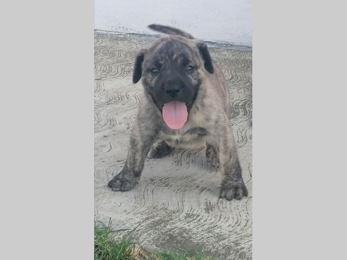presa canario štenci besplatni mali oglasi