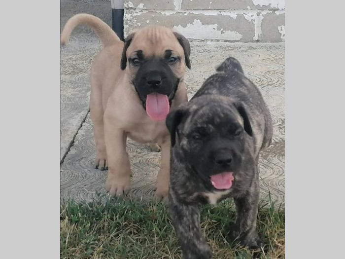 presa canario štenci besplatni mali oglasi