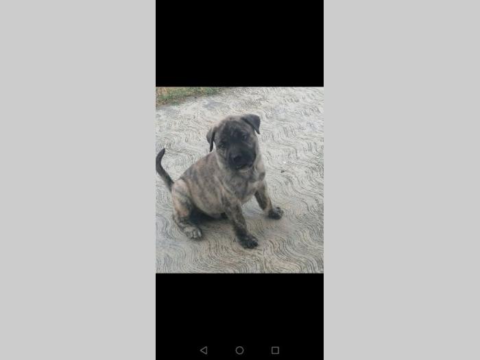 presa canario štenci besplatni mali oglasi
