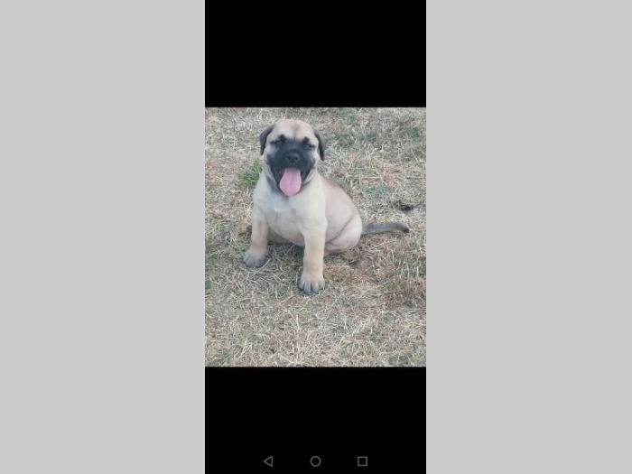 presa canario štenci besplatni mali oglasi