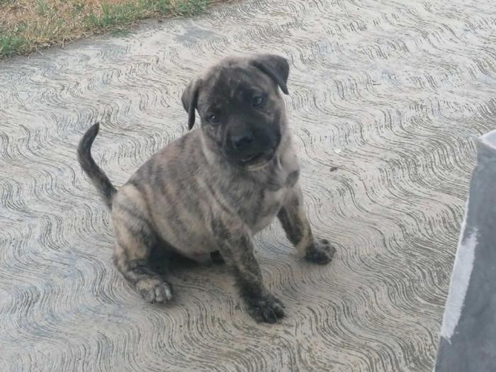 presa canario štenci besplatni mali oglasi