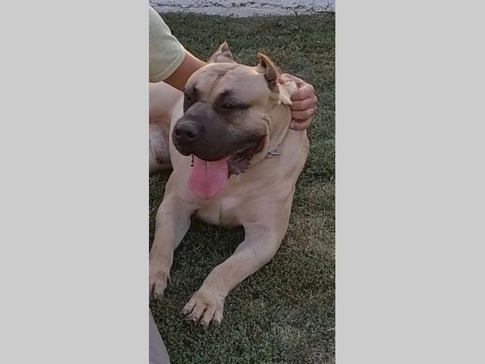 presa canario štenci besplatni mali oglasi