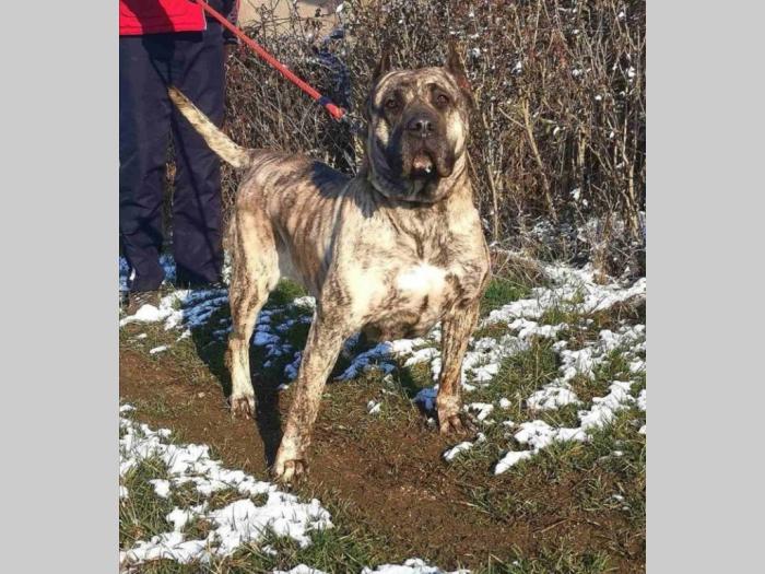 presa canario štenci besplatni mali oglasi