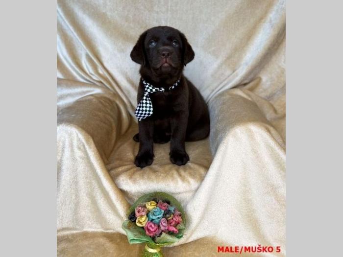 labrador braon štenci besplatni mali oglasi