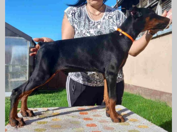 doberman štenci besplatni mali oglasi