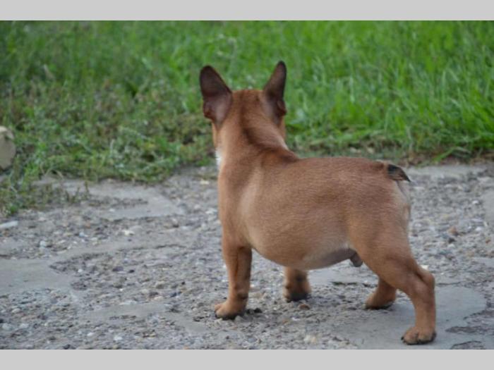 francuski buldog štenci besplatni mali oglasi