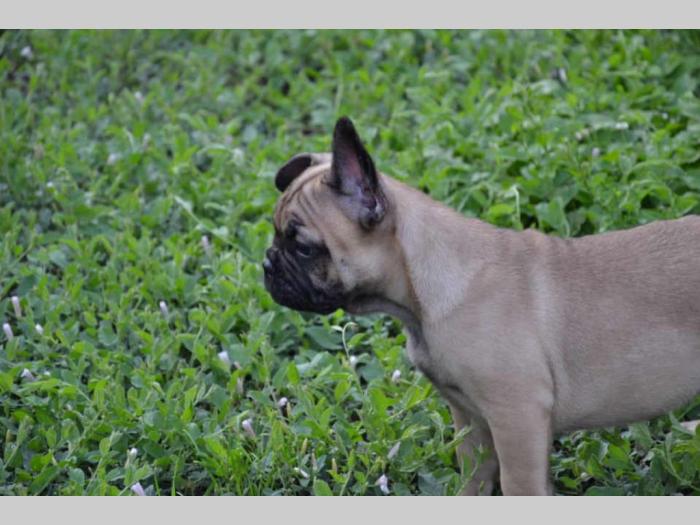 francuski buldog štenci besplatni mali oglasi