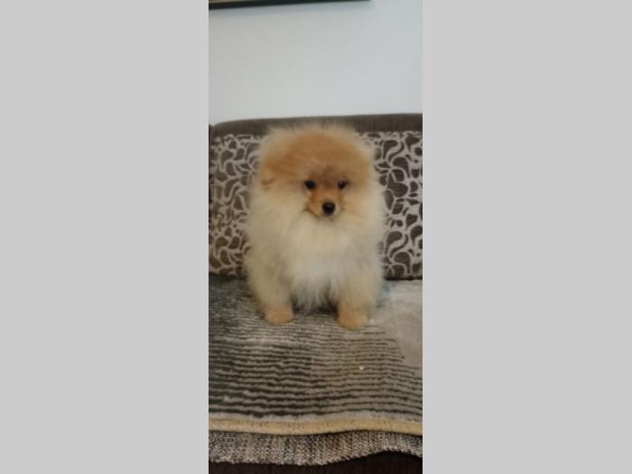 pomeranci štenci besplatni mali oglasi
