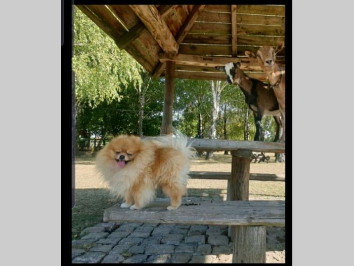 pomeranac parenje besplatni mali oglasi