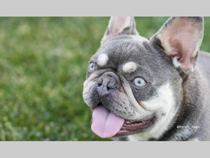 francuski bulldog lilac tan parenje besplatni mali oglasi