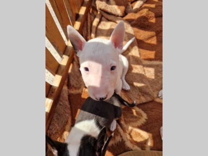 mini bull terijer vrhunski štenci besplatni mali oglasi