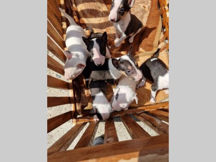 mini bull terijer vrhunski štenci besplatni mali oglasi