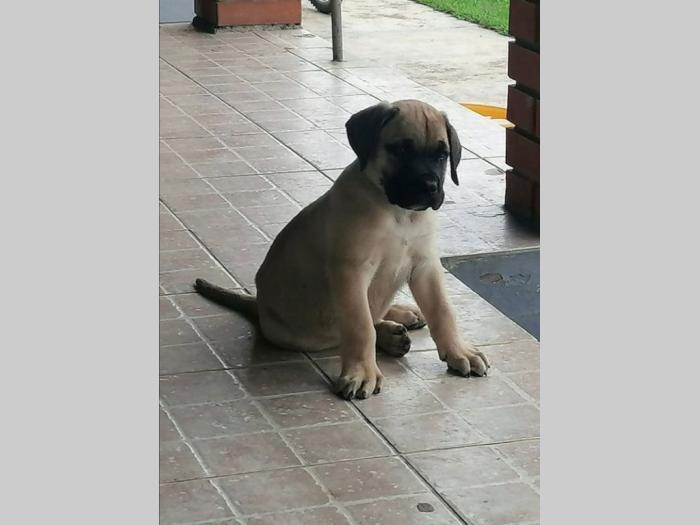 presa canario štenci besplatni mali oglasi
