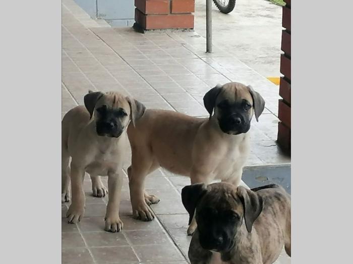 presa canario štenci besplatni mali oglasi