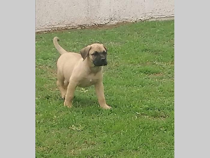 presa canario štenci besplatni mali oglasi