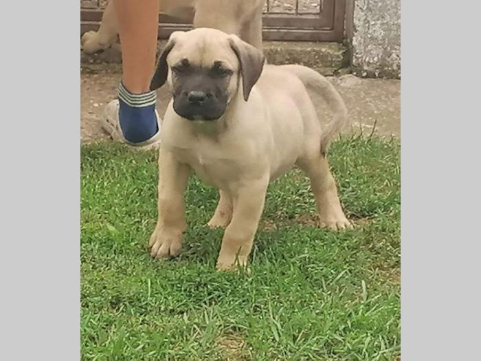 presa canario štenci besplatni mali oglasi