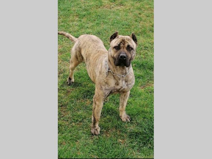 presa canario štenci besplatni mali oglasi