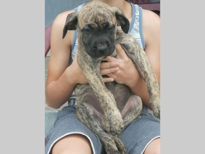 presa canario štenci besplatni mali oglasi