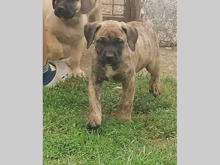 presa canario štenci besplatni mali oglasi
