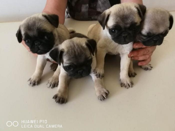mops štenci besplatni mali oglasi