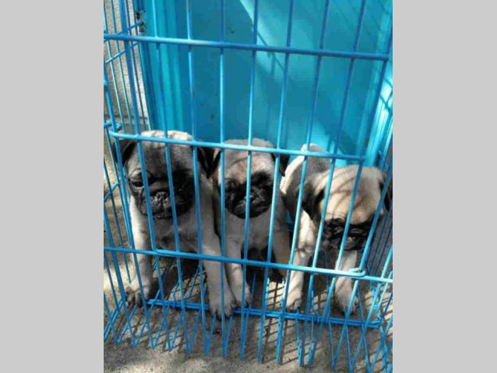 mops štenci besplatni mali oglasi