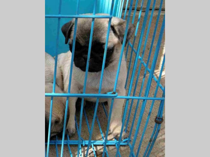mops štenci besplatni mali oglasi