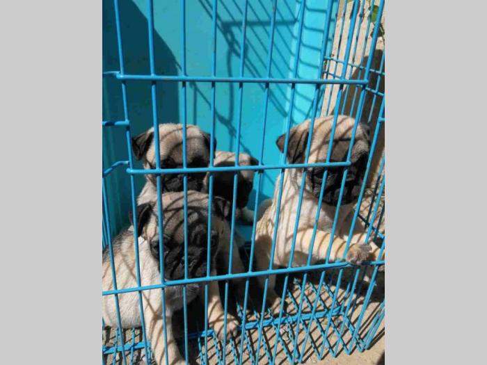 mops štenci besplatni mali oglasi